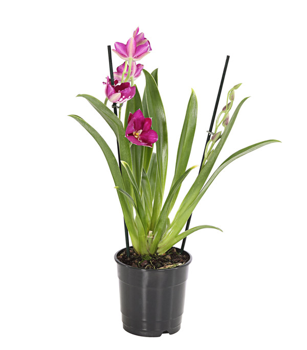 Stiefmütterchen-Orchidee - Miltonia, verschiedene Farben