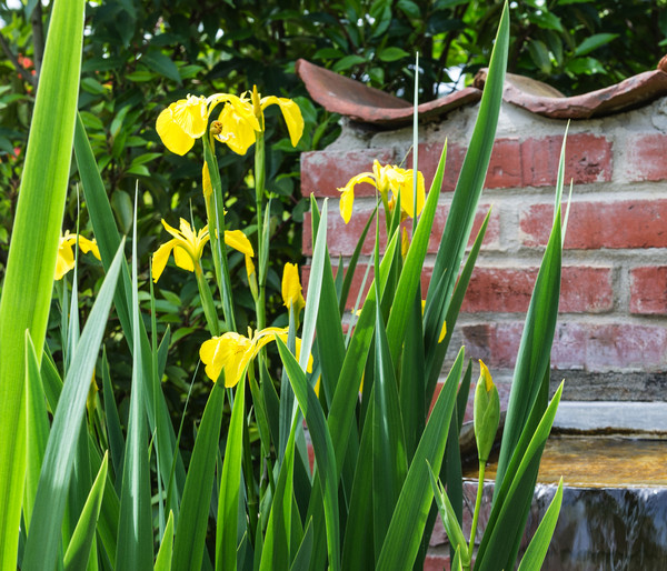 Teichpflanzen Komplett-Set Iris, 6-teilig