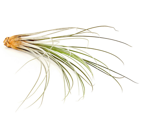 Tillandsie - Tillandsia cultivars groß, verschiedene Sorten