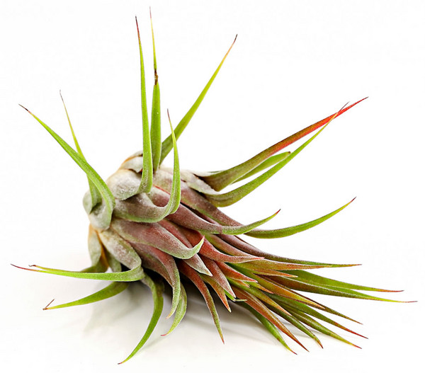 Tillandsie - Tillandsia cultivars groß, verschiedene Sorten