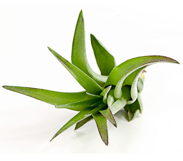 Tillandsie - Tillandsia cultivars klein, verschiedene Sorten