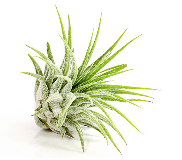 Tillandsie - Tillandsia cultivars klein, verschiedene Sorten