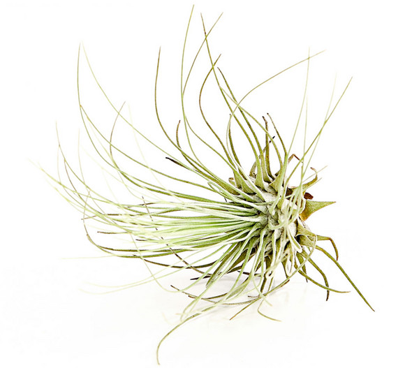 Tillandsie - Tillandsia cultivars klein, verschiedene Sorten