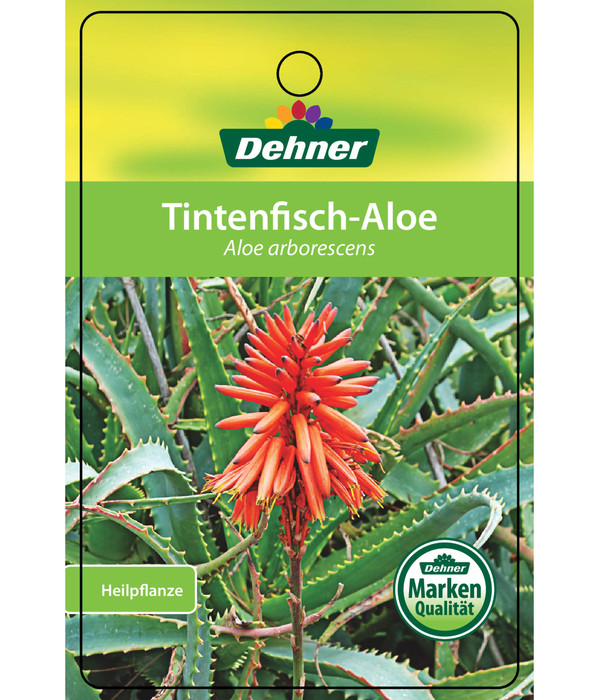 Tintenfisch-Aloe - Aloe arborescens