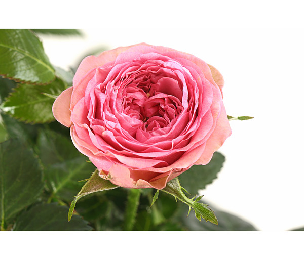 Topfrose - Rosa chinensis 'Johanna'