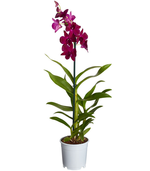 Traubenorchidee - Dendrobium, verschiedene Farben