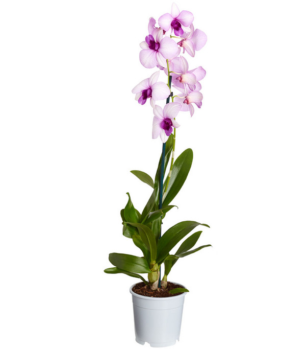 Traubenorchidee - Dendrobium