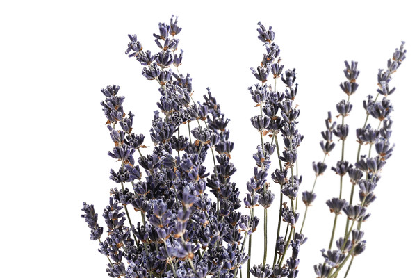 Trockenblumenbund Lavendel