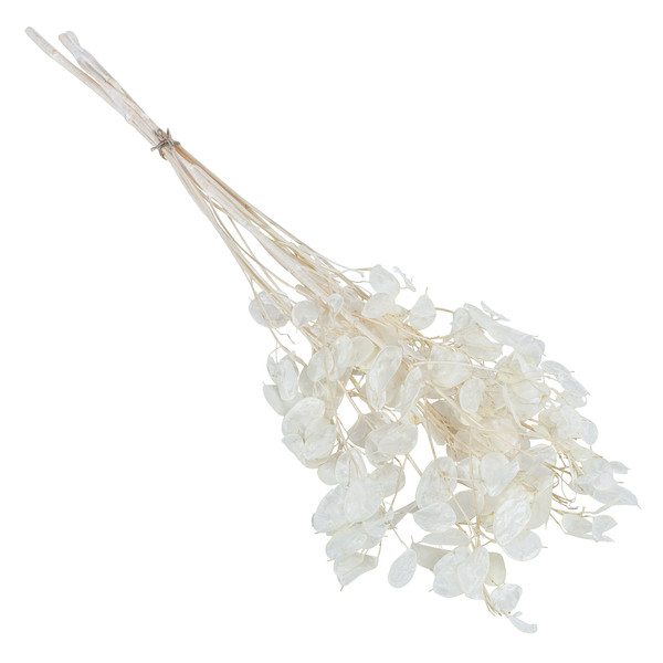 Trockenblumenbund Lunaria, weiß