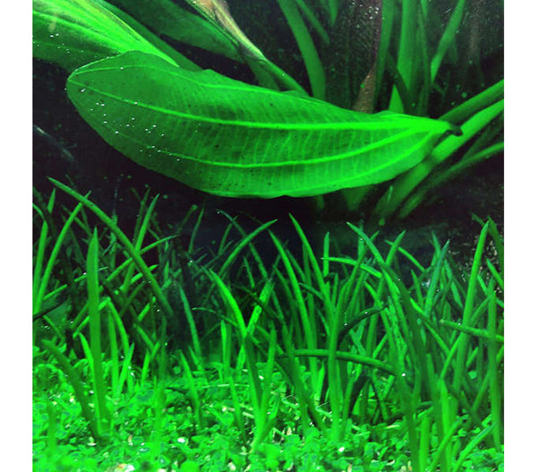 Tropica Littorelle uniflora, Aquarium Pflanze