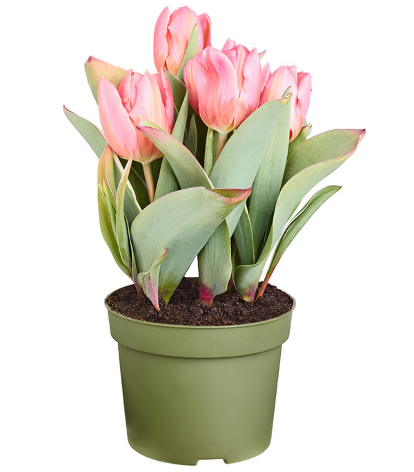 Tulpe, verschiedene Farben