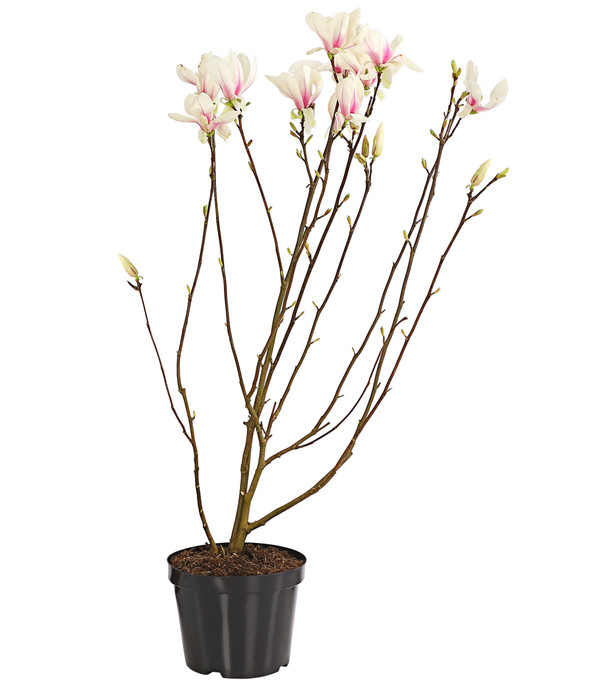 Tulpen-Magnolie 'Alba Superba'