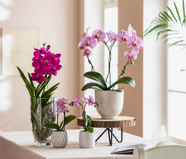 Vanda-Orchidee - Vanda cultivars im Glas, verschiedene Farben