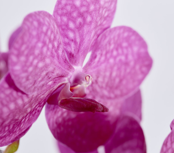 Vanda-Orchidee - Vanda cultivars im Glas, verschiedene Farben