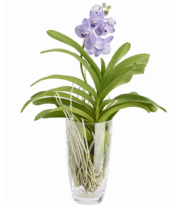 Vanda-Orchidee - Vanda cultivars im Glas, verschiedene Farben