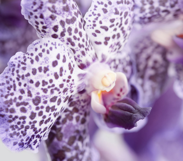 Vanda-Orchidee - Vanda cultivars, inkl. Aufhänger, verschiedene Farben