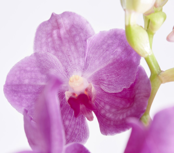 Vanda-Orchidee - Vanda cultivars