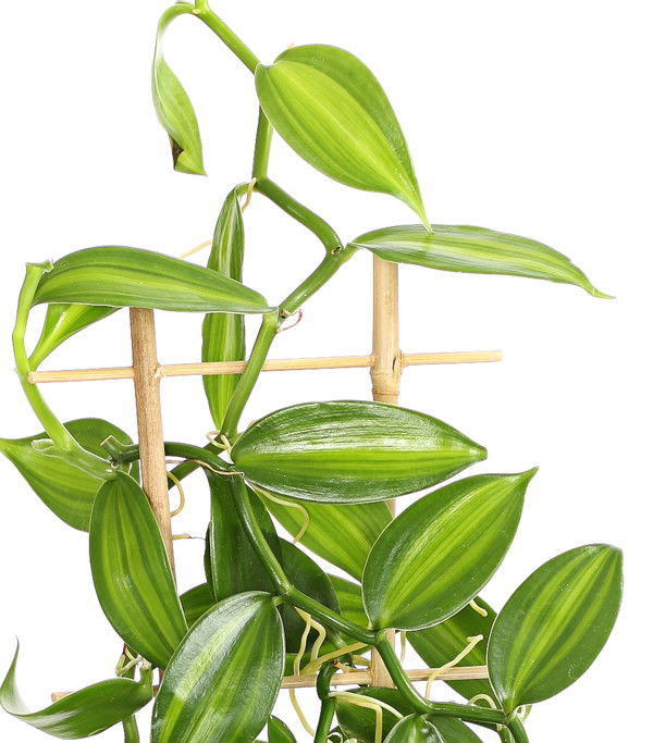 Vanille-Orchidee - Vanilla planifolia