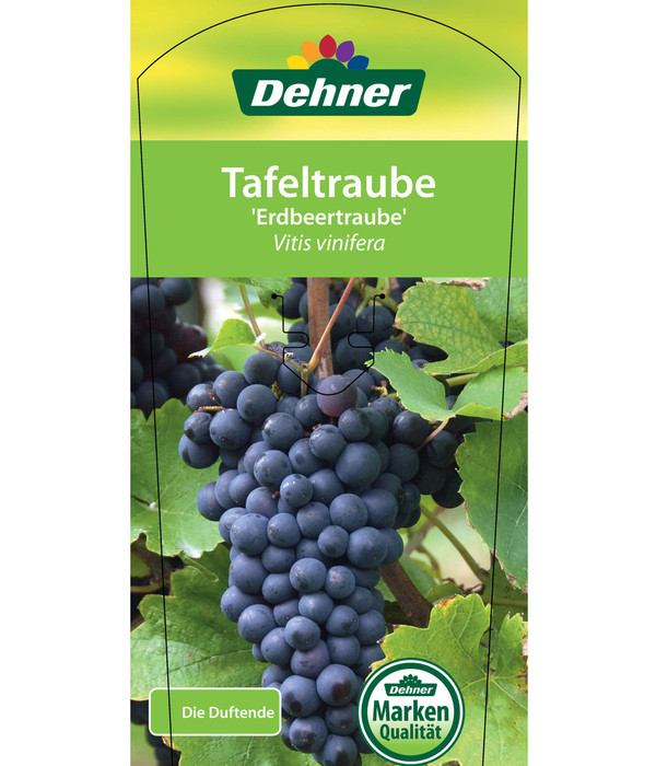 Tafeltraube 'Erdbeertraube'