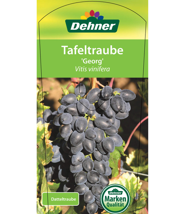 Tafeltraube 'Georg'