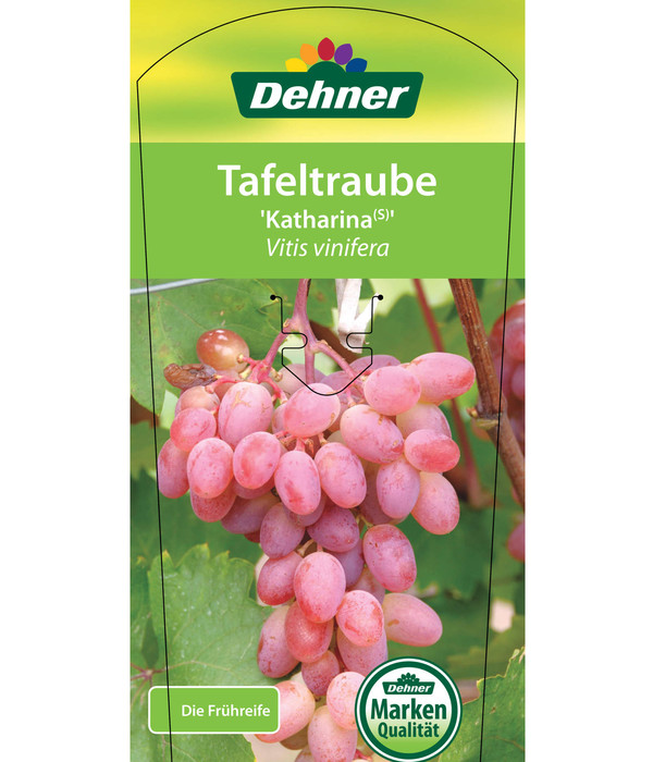 Tafeltraube 'Katharina'