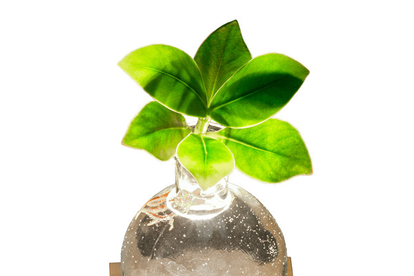 Waterplant Balsamapfel im Kugelglas - Clusia rosea 'Princess', mit LED