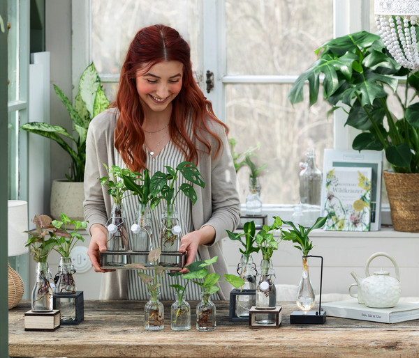 Waterplant Drachenbaum im Glas - Dracaena fragrans 'Burley', mit LED