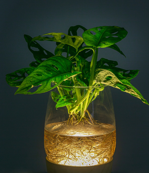 Waterplant Fensterblatt Kingston im Glas - Monstera adansonii, mit LED