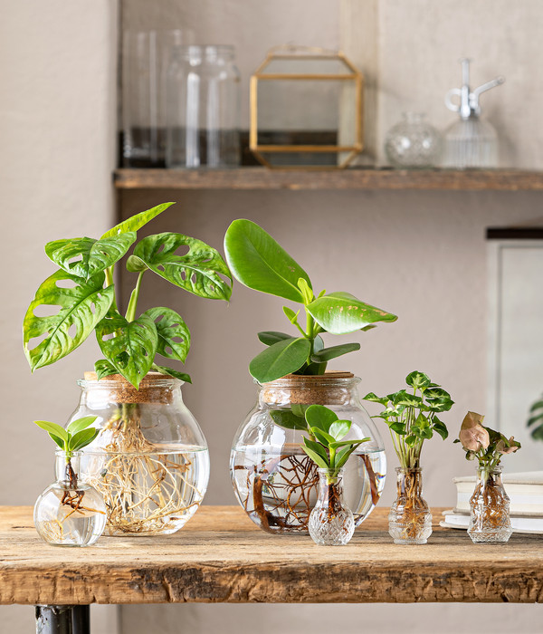 Waterplant-Set in Vasen, 3-teilig