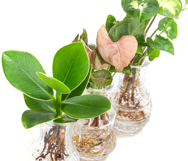 Waterplant-Set in Vasen, 3-teilig