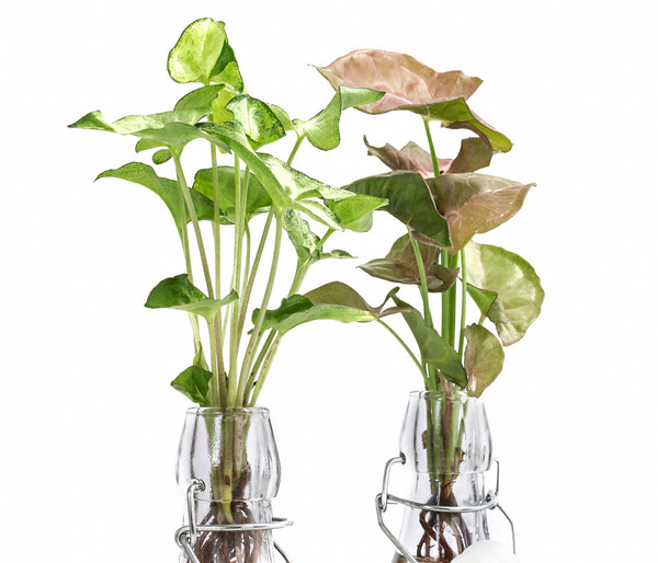 Waterplant-Set Purpurtute in Glasflaschen - Syngonium podophyllum, 2-teilig