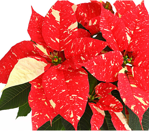 Weihnachtsstern - Euphorbia pulcherrima 'Primero Glitter'