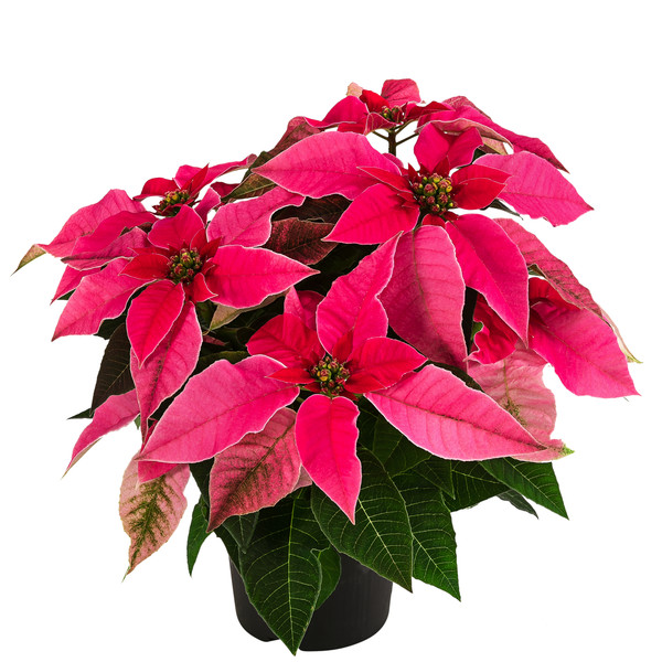 Weihnachtsstern - Euphorbia pulcherrima 'Princettia®', verschiedene Farben