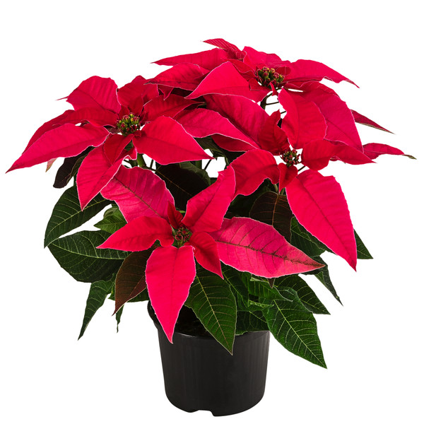 Weihnachtsstern - Euphorbia pulcherrima 'Princettia®', verschiedene Farben