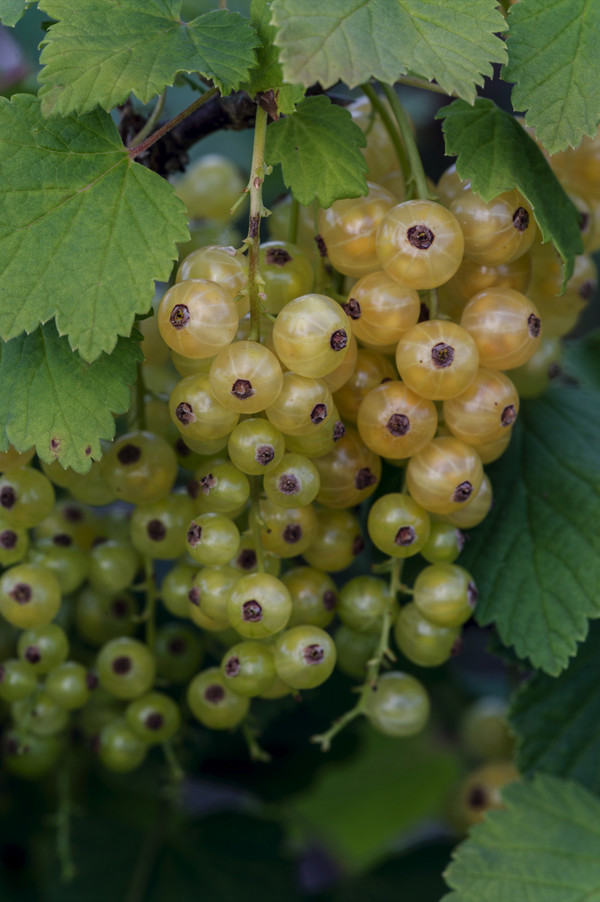 Johannisbeere 'Weiße Versailler'