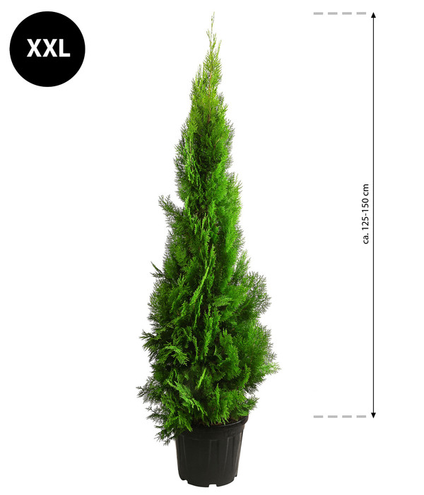 XXL Lebensbaum 'Pyramidalis Aurea', ca. 125-150 cm
