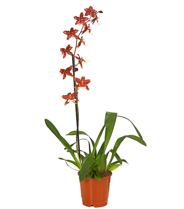 Zahnzungen-Orchidee - Odontoglossum-Hybriden, verschiedene Sorten