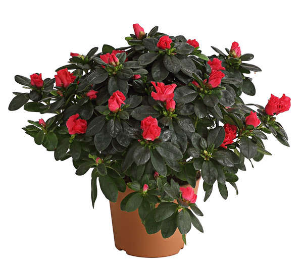 Zimmerazalee - Rhododendron simsii, Busch, verschiedene Farben