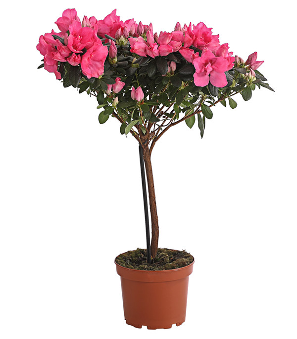 Zimmerazalee - Rhododendron simsii, Stämmchen, verschiedene Farben