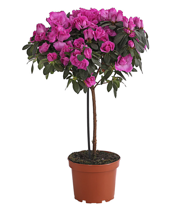 Zimmerazalee - Rhododendron simsii, Stämmchen, verschiedene Farben