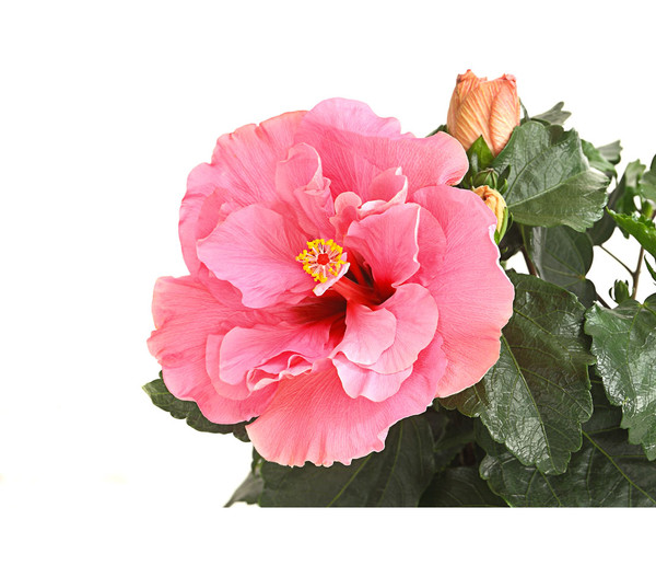 Zimmerhibiskus - Hibiscus rosa-sinensis, gefüllt, verschiedene Farben