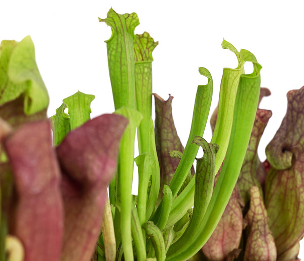 Zimmerpflanzen-Set Schlauchpflanzen - Sarracenia Mix, 3-teilig