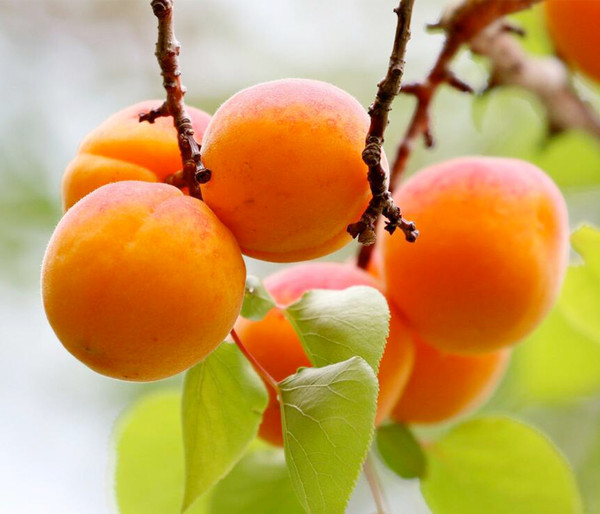 Zwergaprikose 'Orange Beauty'
