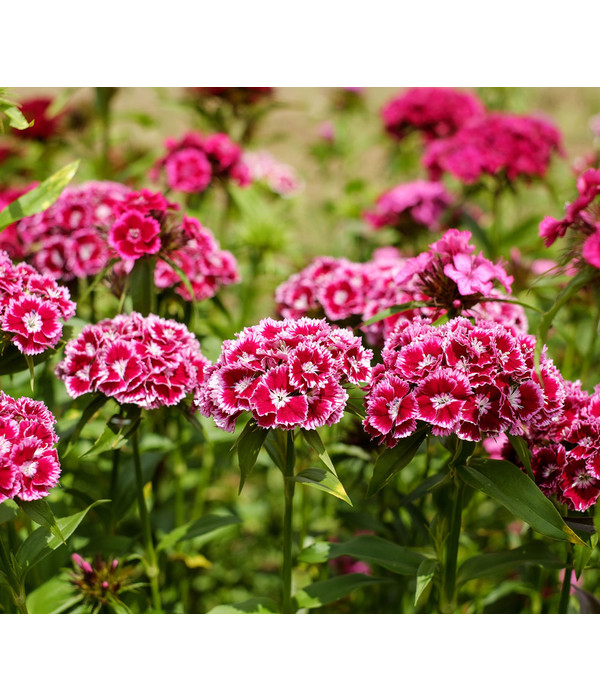 BartNelke, verschiedene Farben Dehner