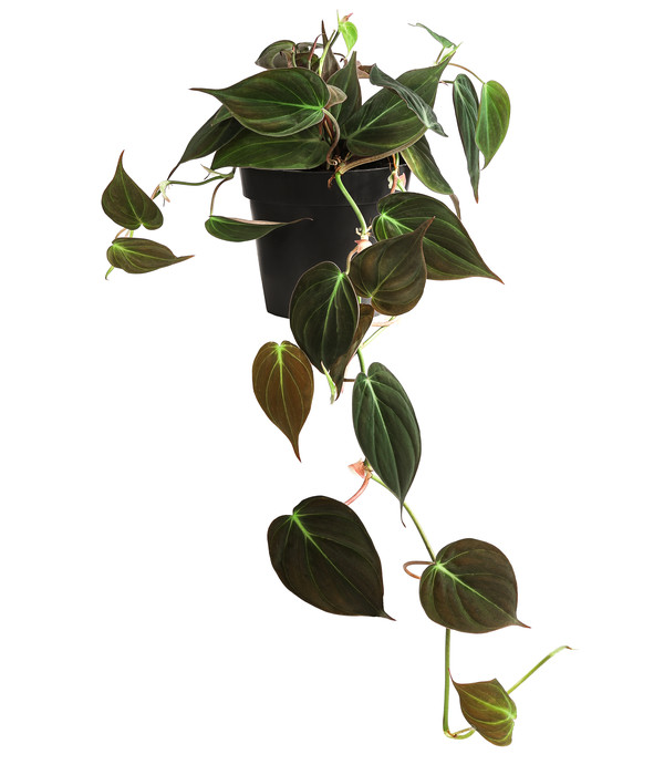 Baumfreund - Philodendron scandens \'Micans\' | Dehner