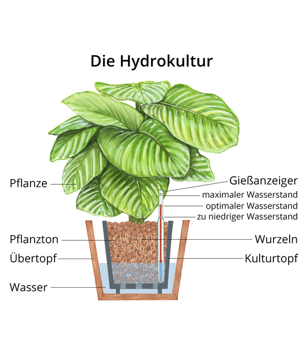 Anthurium Blattanthurie King\', Dehner - ellipticum Hydrokultur \'Jungle |