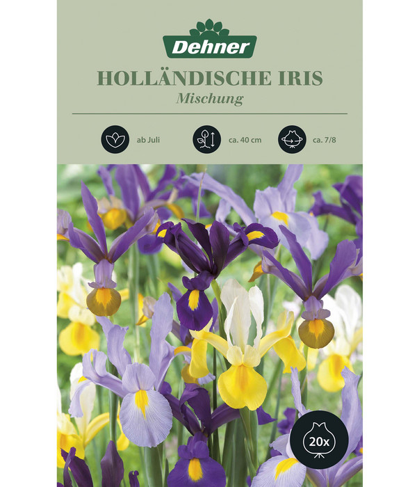 Dehner Blumenzwiebel Holländische Iris Mischung, 20 Stk. Dehner