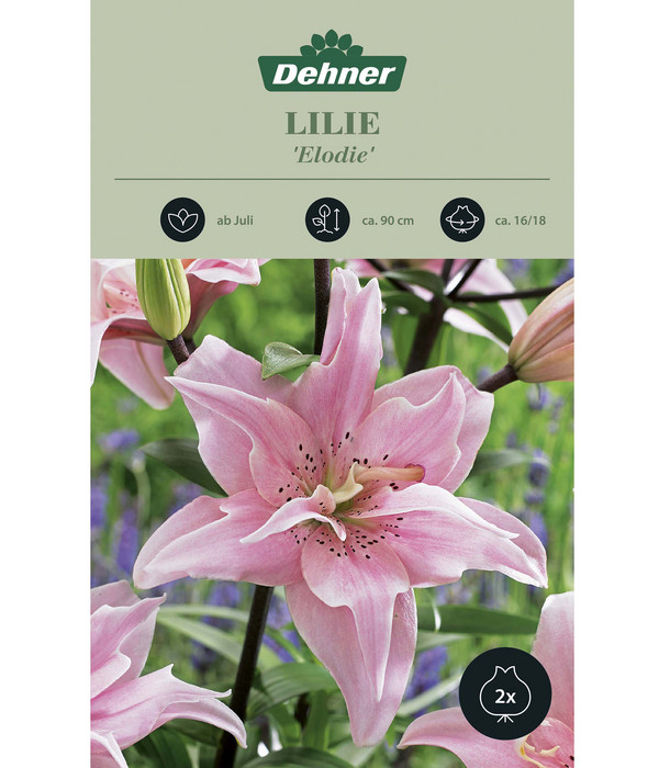 DehnerBlumenzwiebelLilie'Elodie',2Stk.