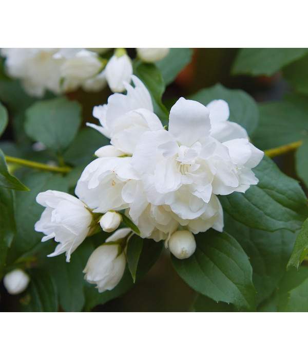 Gefüllter Gartenjasmin 'Snowbelle' Dehner