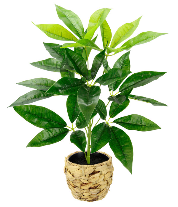 weltberühmt I.GE.A Kunstpflanze im Dehner Schefflera cm | Wasserhyazinthentopf, H48 ca